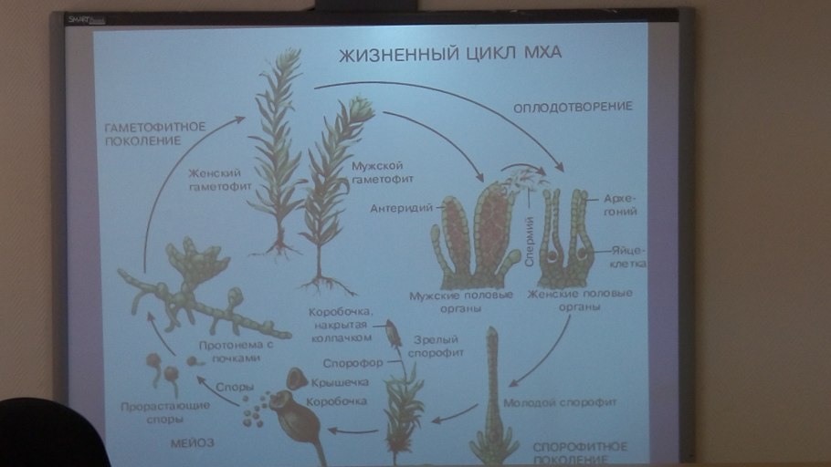 Жизненный цикл растений папоротник