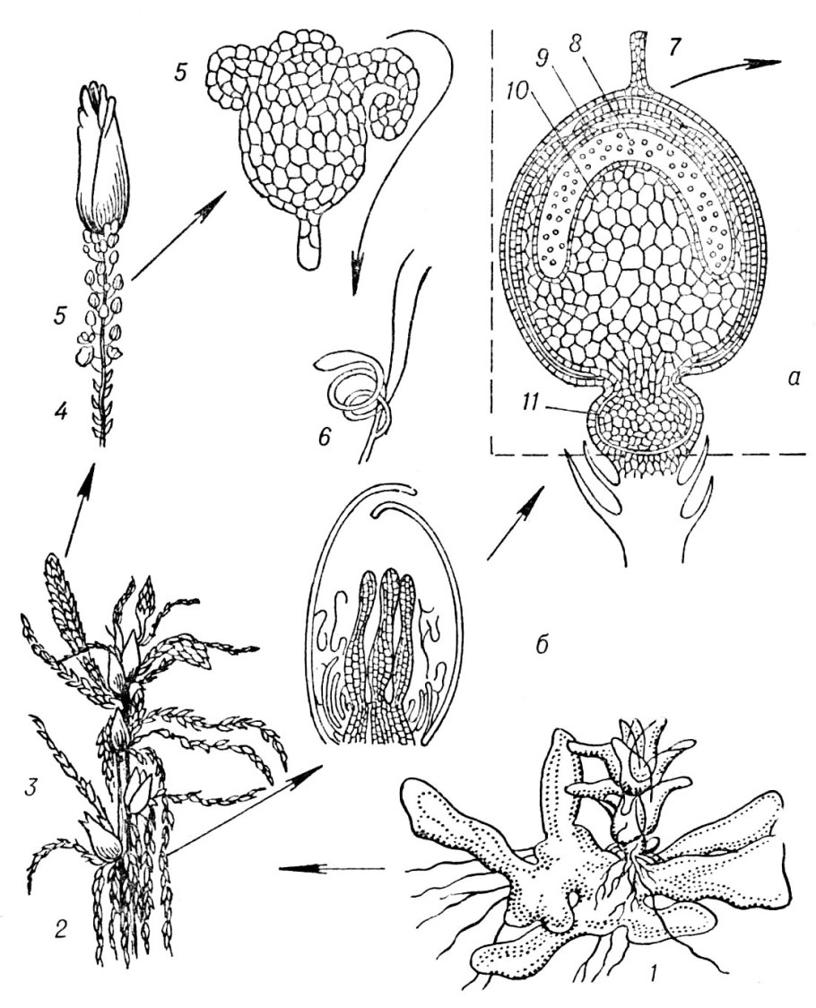 Крапива двудомная Urtica dioica ареал