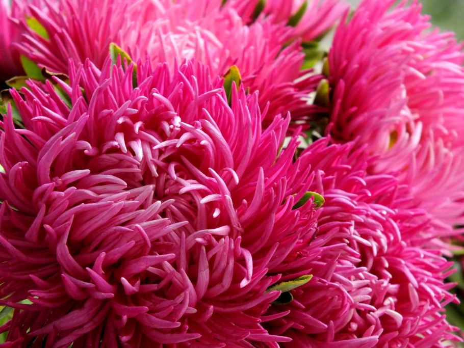 Хризантема Модена Пинк
