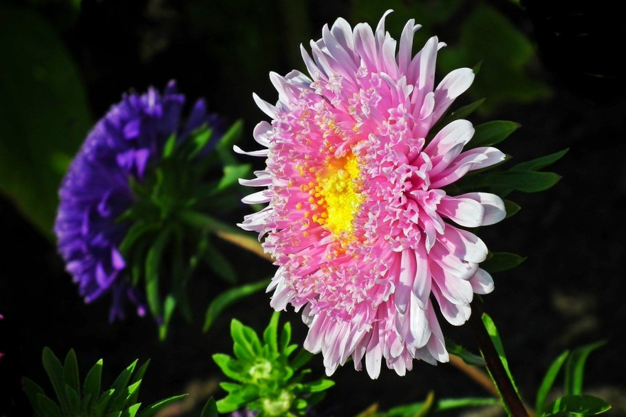 Букет японских астр купить