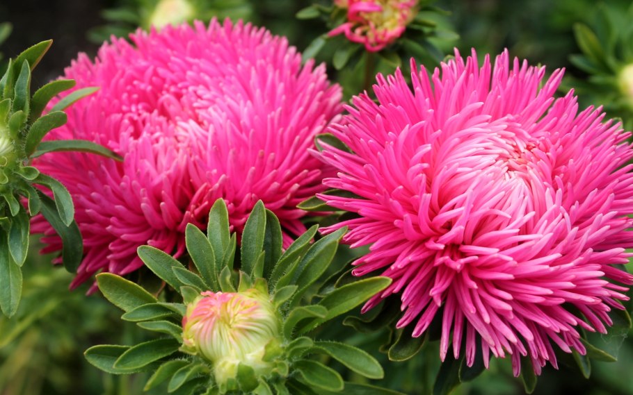 Астра китайская низкорослая