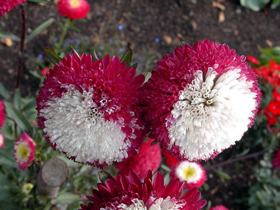 Астра помпонная желтая