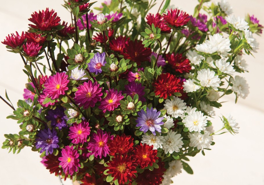 Маргаритка Белла Дейзи