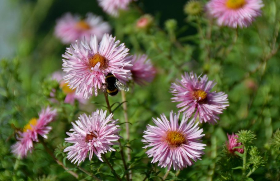 Хризантема Сноу бол