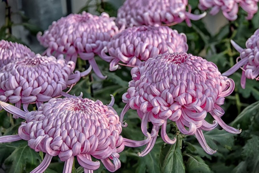 Астра китайская Трубадур