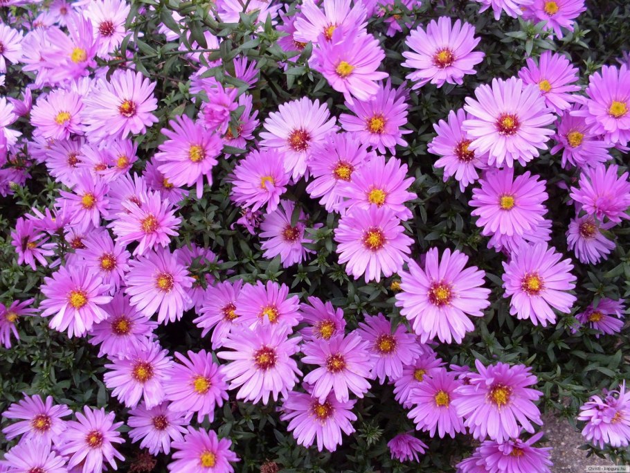 Астра красивоцветущая