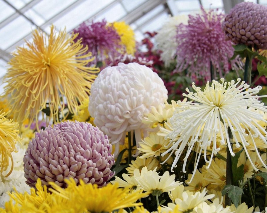 Японская Хризантема