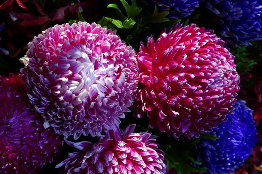 Астры,хризантемы, маргаритки