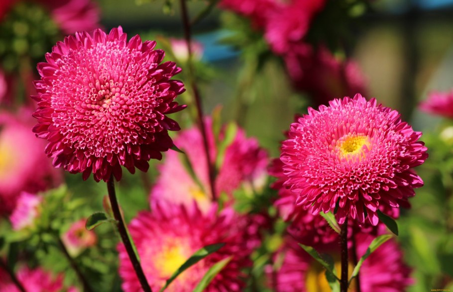 Астра Феллоушип