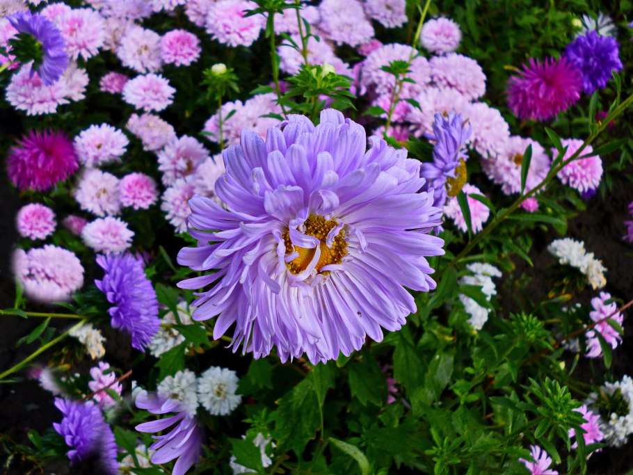 Хризантема корейская Дунетти