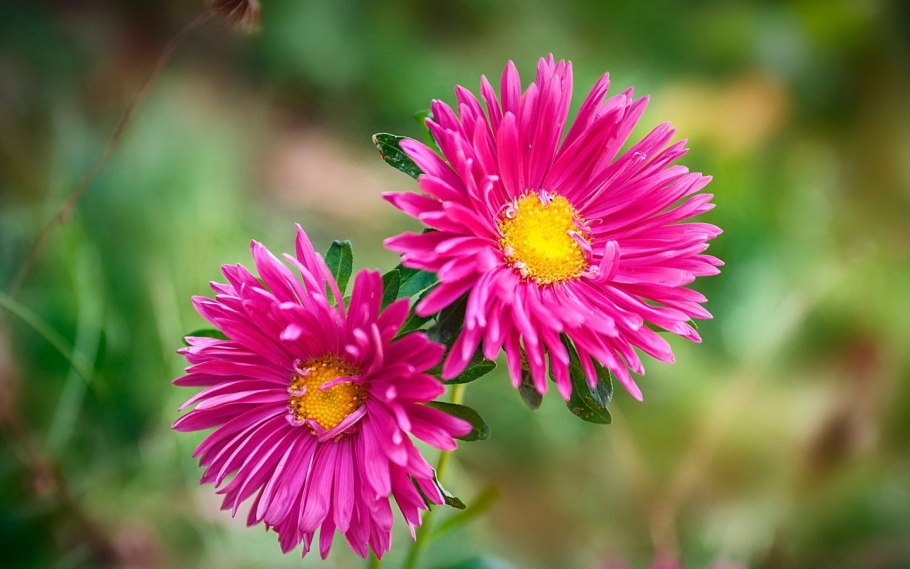 Астра американская красавица