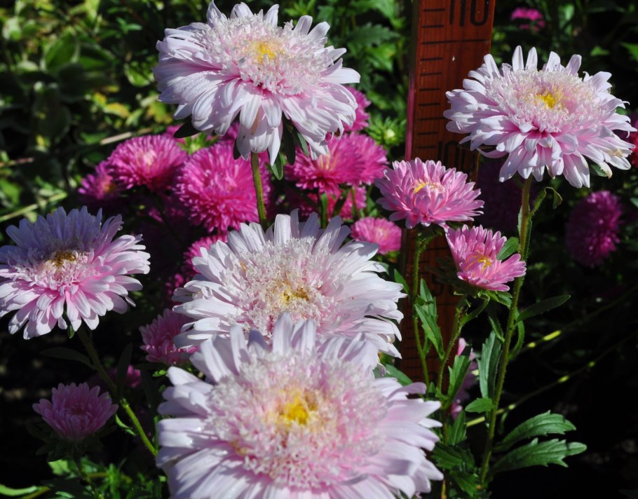 Хризантема биколор Флавер