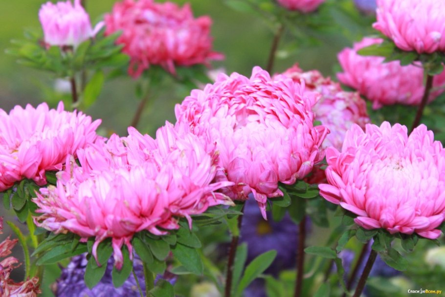 Астра (12-22 сентября)