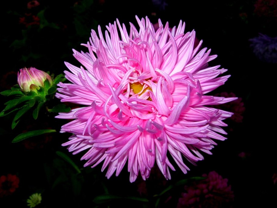 Хризантема Авиньон