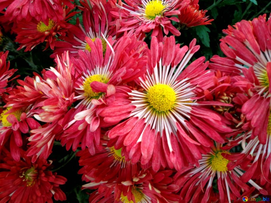 Астра chinensis Pink