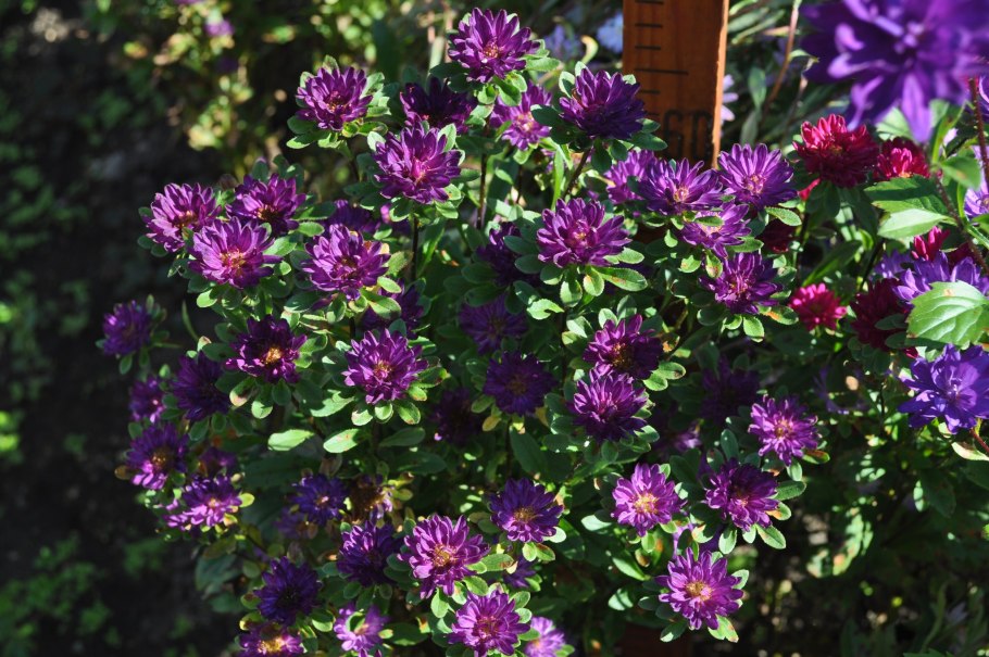 Японская Астра