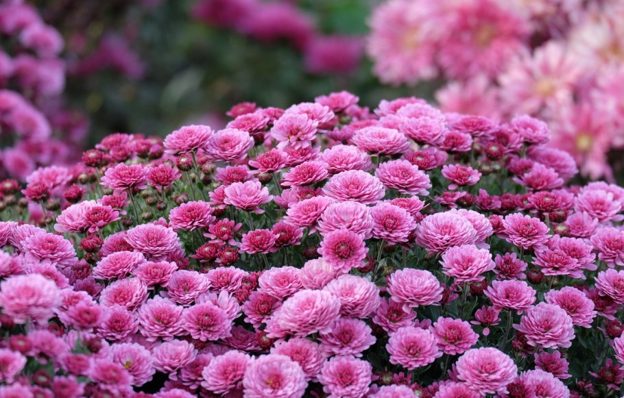 История про астру