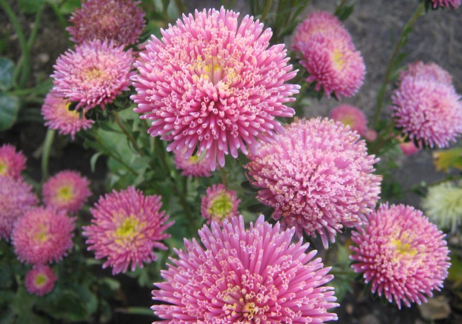 Хризантема горицвет