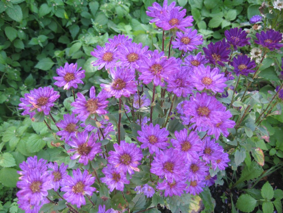 Астра крупнолистная