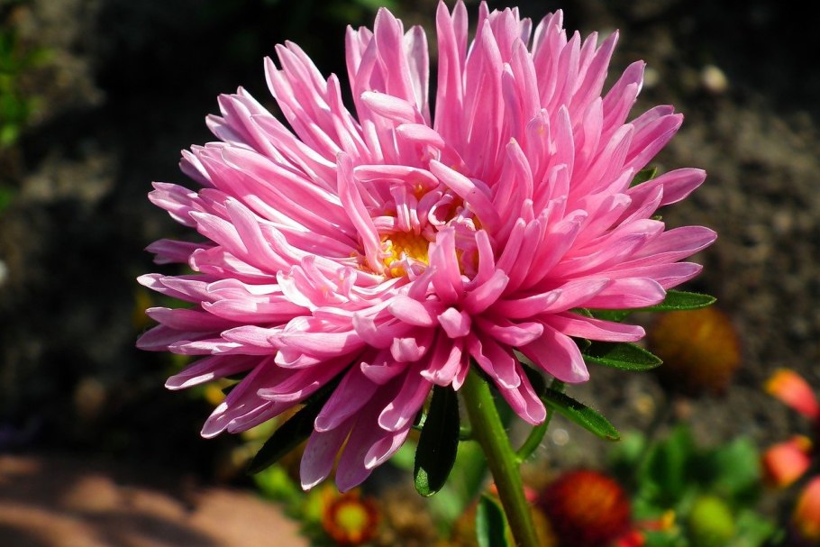 Голландские астры фото