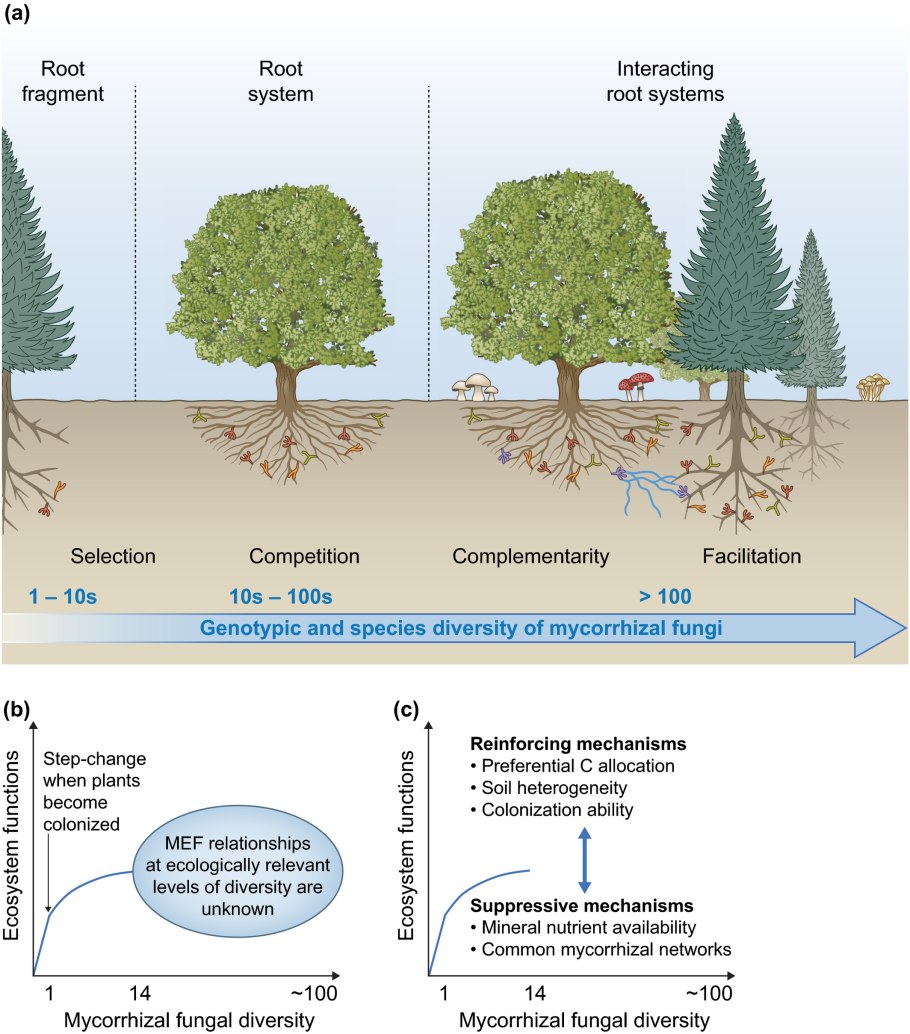 Стержневая корневая система сосны