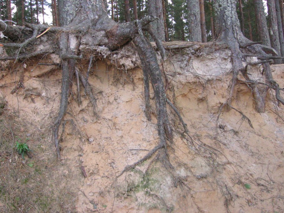 Саженец сосны (Pinus Sylvestris)