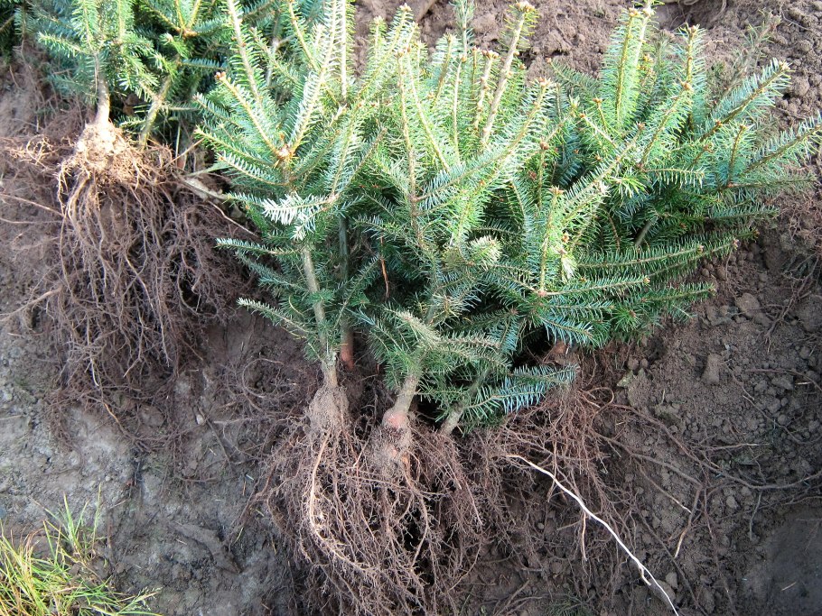 Строение побега хвойного растения