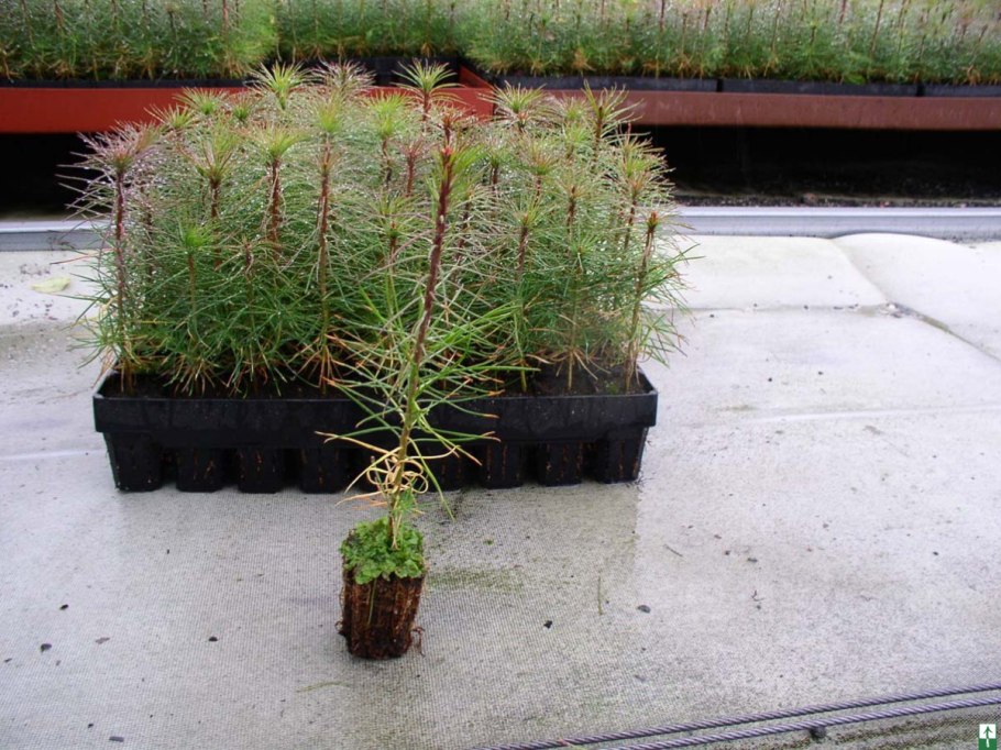 Годовой прирост сосны обыкновенной