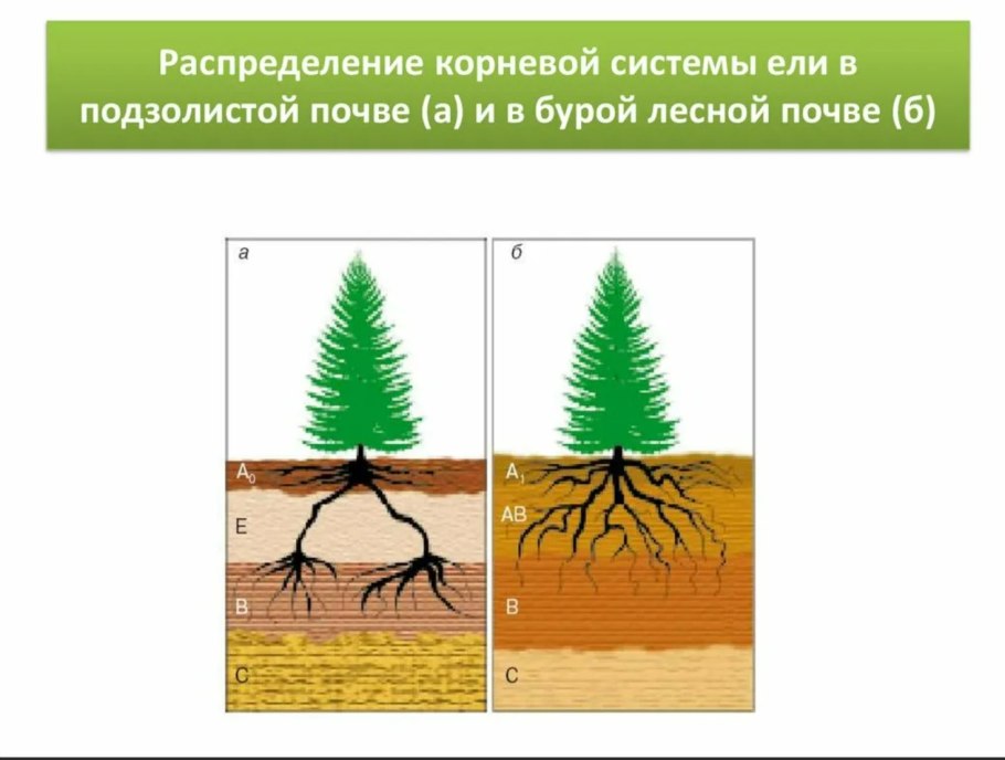 Корневая система голубой ели схема