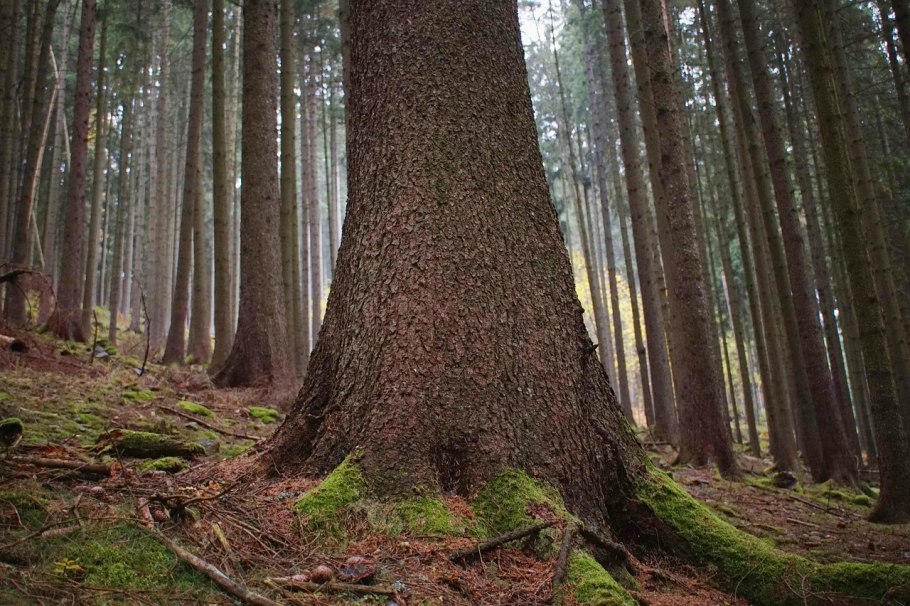 Какая корневая система у сливы