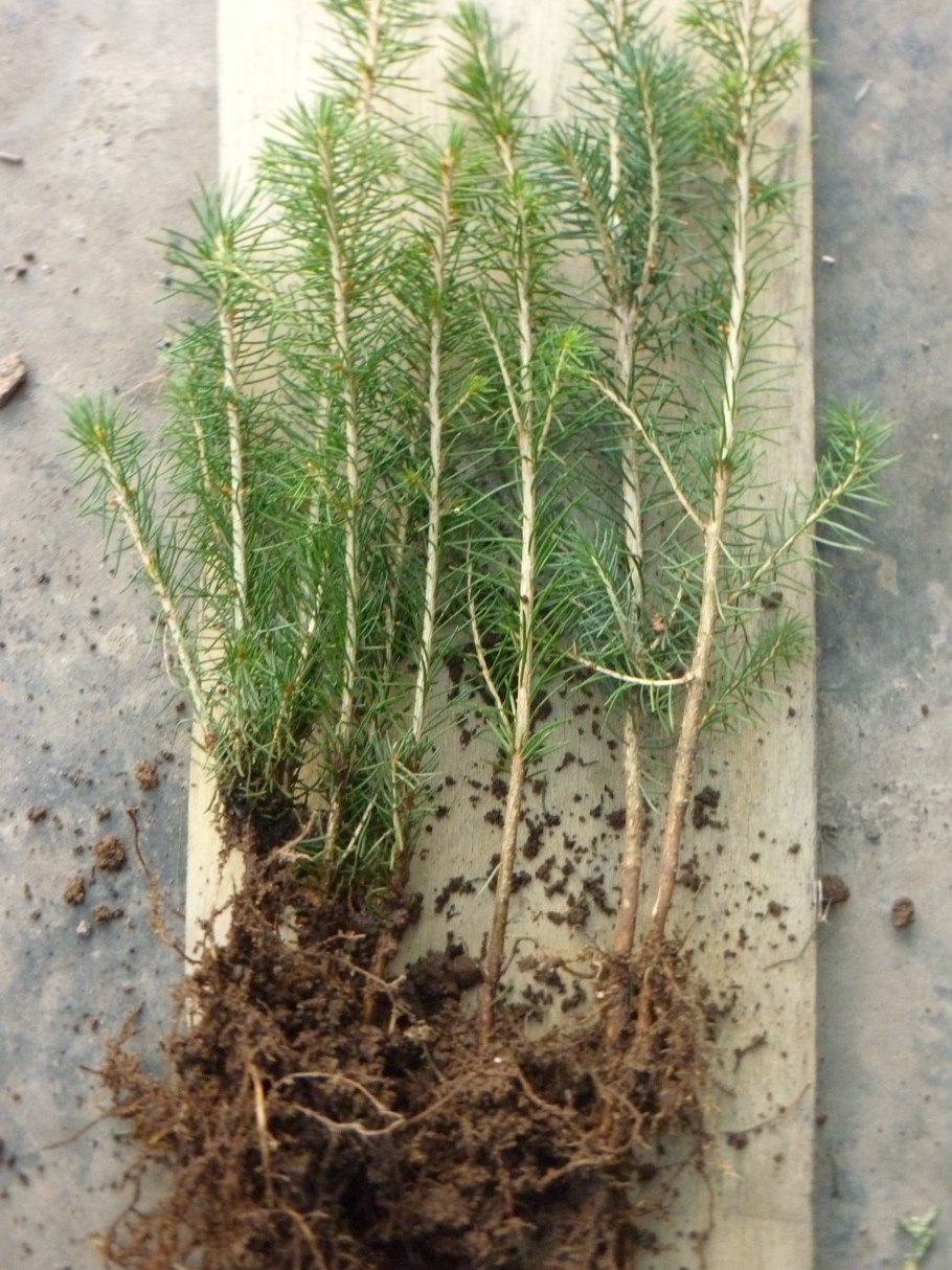 Корневая система ели