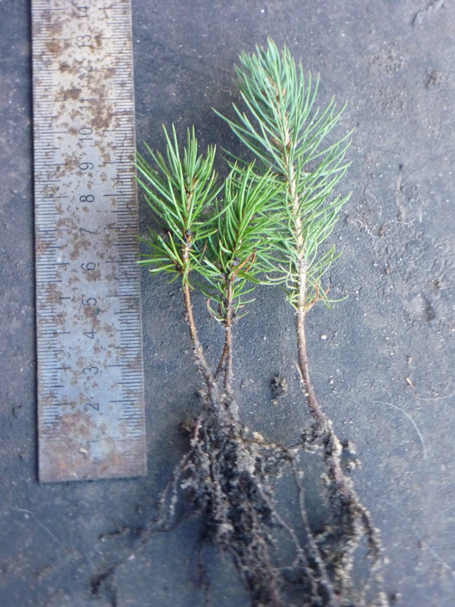 Высота хвойных деревьев