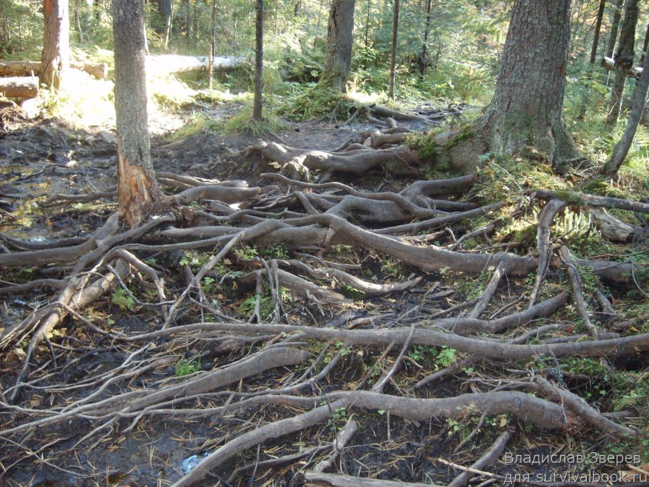 Гора курама дерево