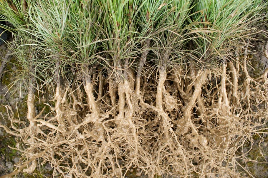 Саженцы сосны ЗКС