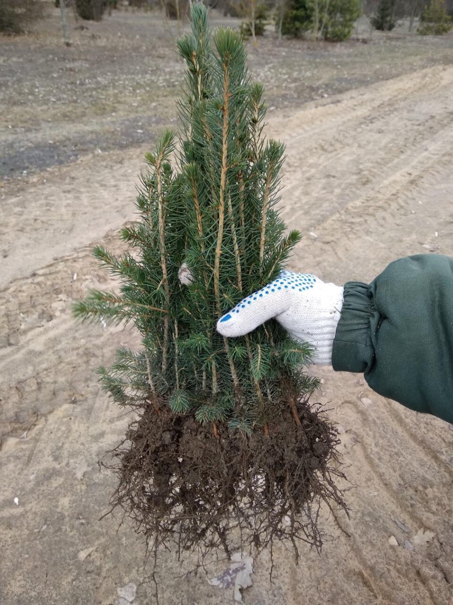 Пихта Лесная сеянцы