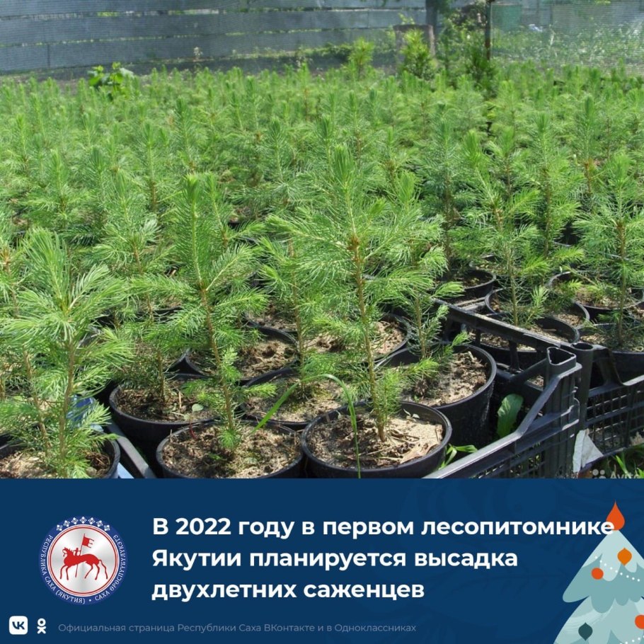 Корни пихты