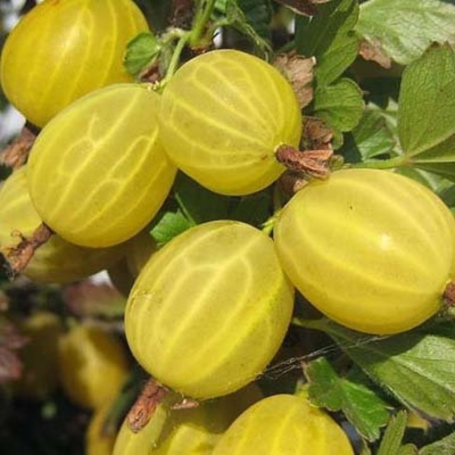 Крыжовник (ribes grossularia &#96;Командор&#96;)