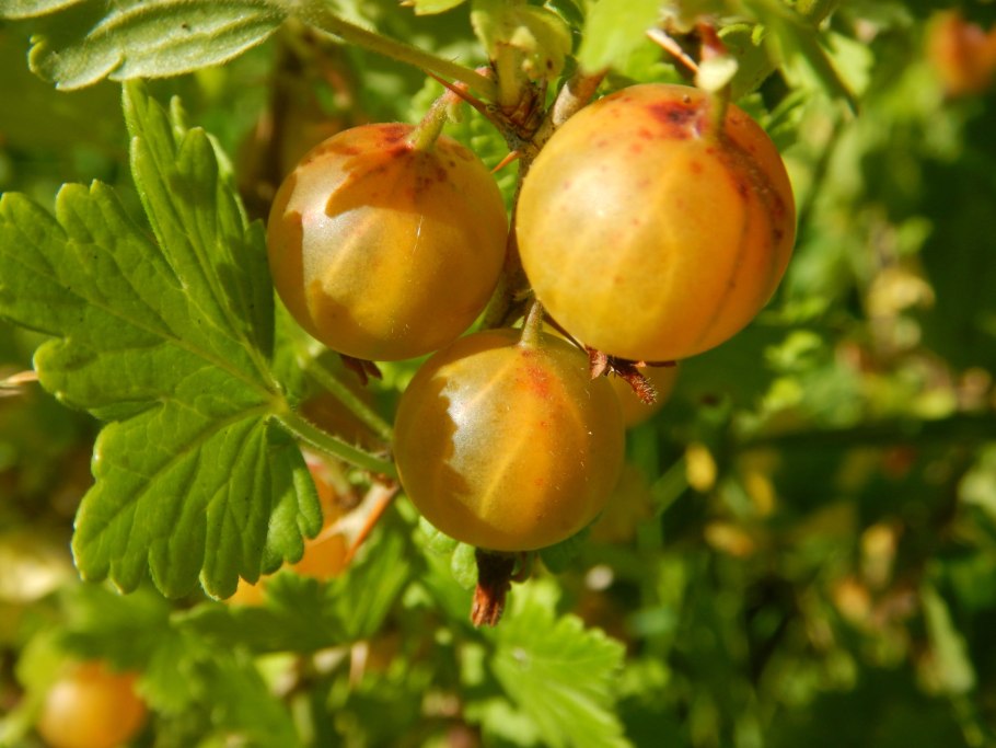 Крыжовник Черносливовый