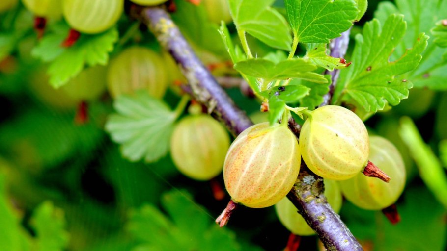 Крыжовник Куршу дзинтарс