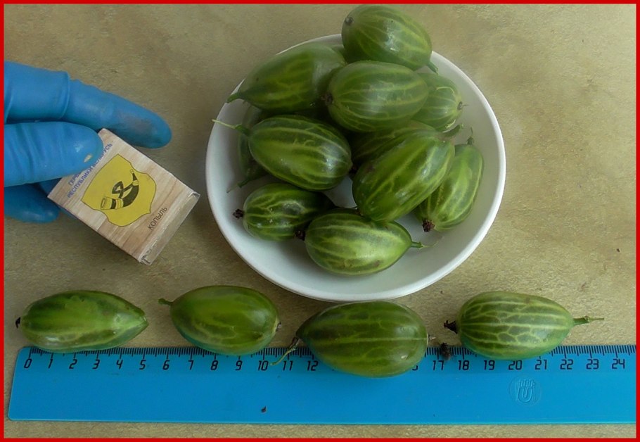 Сорт Ксения крыжовник