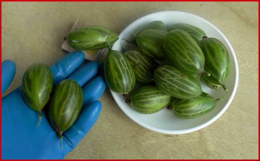 Крыжовник бесшипный Янтарный