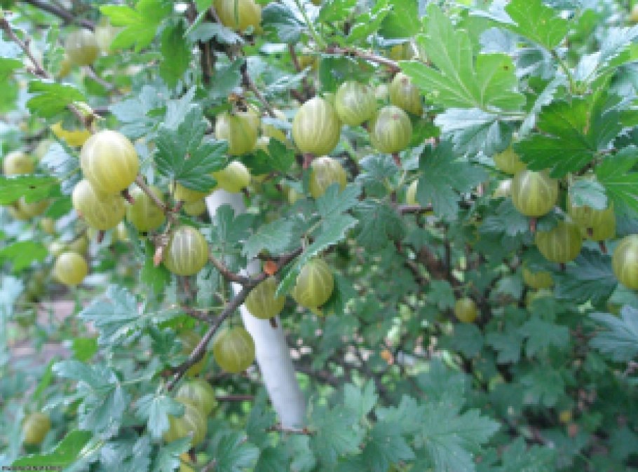 Крыжовник Куршу дзинтарс