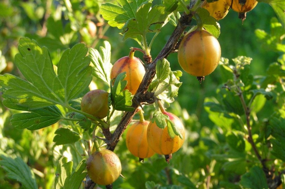 Крыжовник Инвикта (3 года)