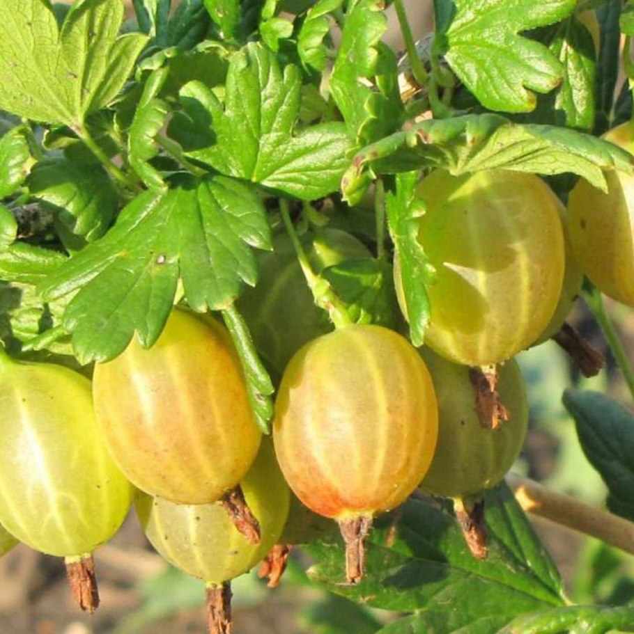 Крыжовник малахит штамбовый ранний