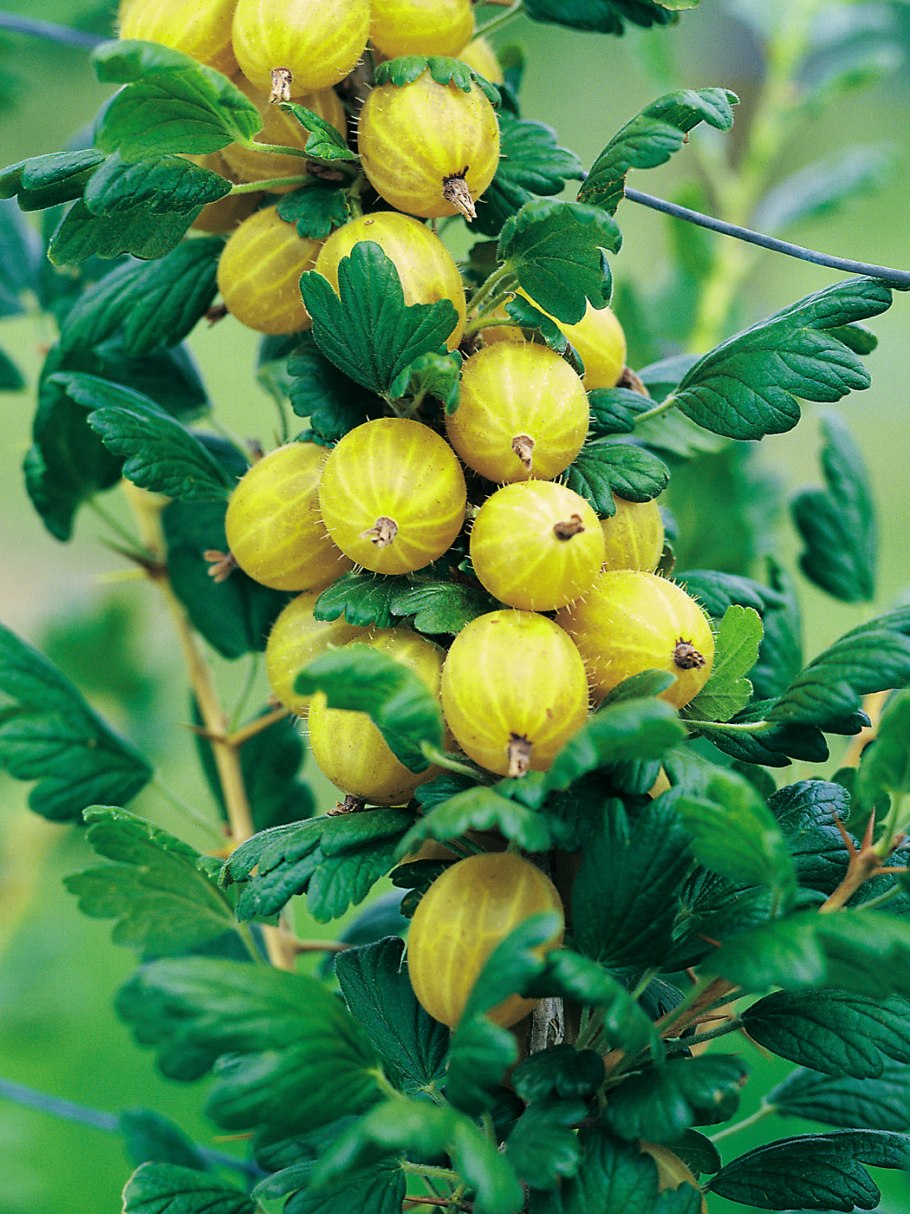 Крыжовник сорт Королевский