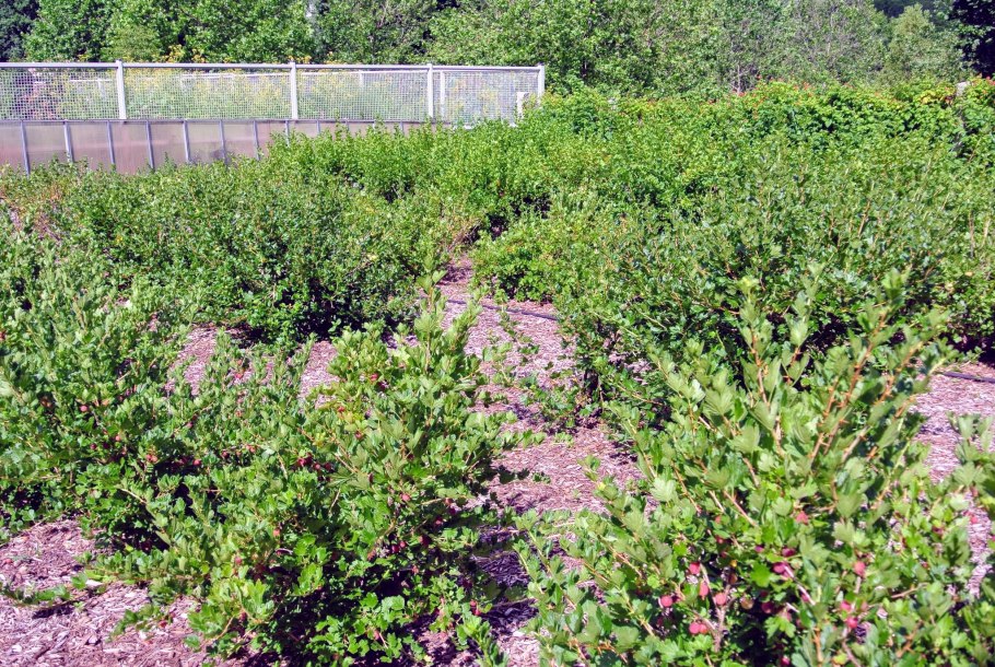 Крыжовник бесшипный Янтарный