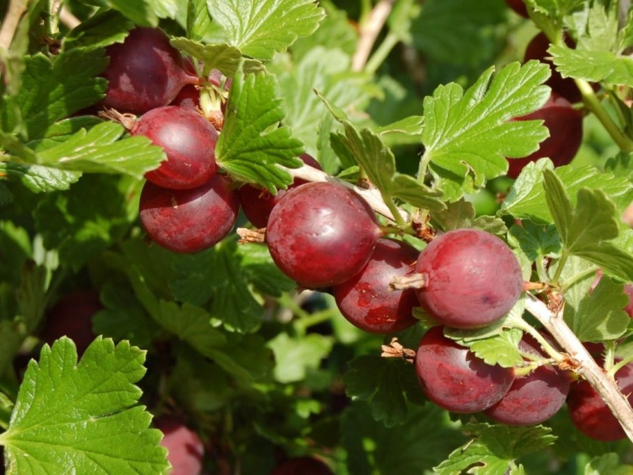 Крыжовник сорт Янтарный
