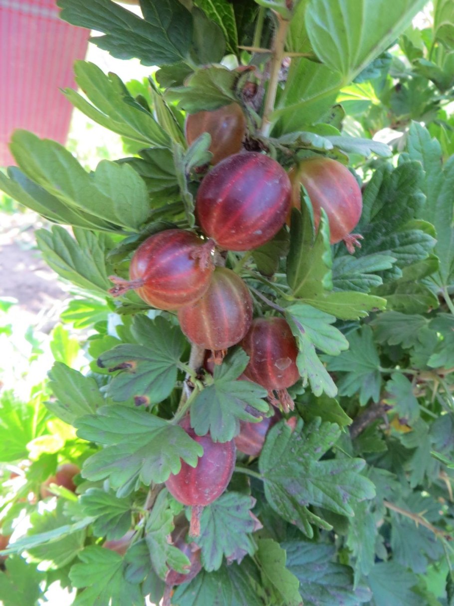 Крыжовник Хиннонмаки ред