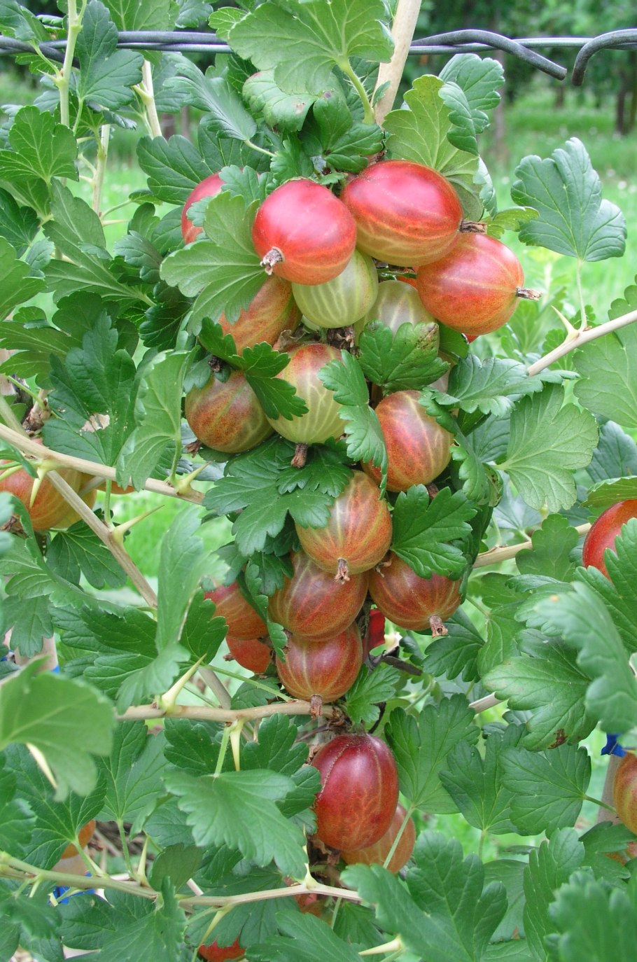 Крыжовник ксения