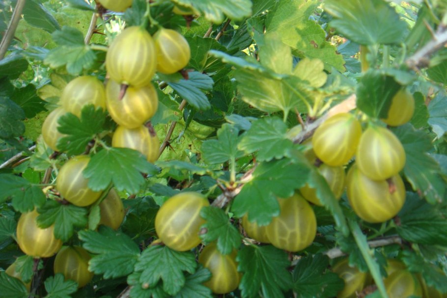 Крыжовник (ribes grossularia &#96;Пушкинский&#96;)